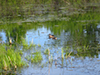 Blue-winged Teal