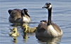 Canada Goose