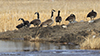 Canada Goose