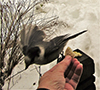 Canada Jay