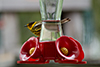 Cape May Warbler