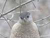 Cooper’s Hawk