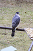 Cooper’s Hawk