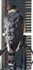 Cooper’s Hawk