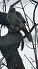 Cooper’s Hawk
