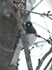 Dark-eyed Junco