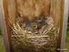 Eastern Bluebird