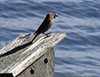 Eastern Bluebird