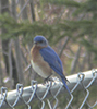 Eastern Bluebird