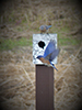 Eastern Bluebird