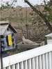 Eurasian Collared-Dove