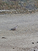 Eurasian Collared-Dove