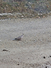 Eurasian Collared-Dove