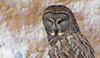 Great Gray Owl