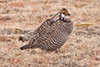 Greater Prairie-chicken