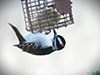 Hairy Woodpecker
