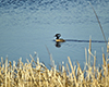 Hooded Merganser