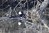 Hooded Merganser