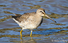 Long-billed Dowitcher