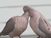 Mourning Dove