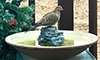 Mourning Dove