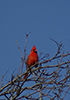 Northern Cardinal