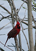 Northern Cardinal