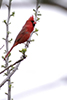 Northern Cardinal