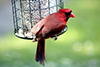 Northern Cardinal