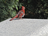 Northern Cardinal