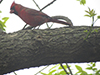 Northern Cardinal