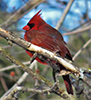 Northern Cardinal