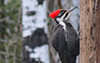 Pileated Woodpecker