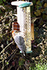 Red-bellied Woodpecker