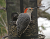 Red-bellied Woodpecker