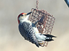 Red-bellied Woodpecker