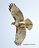 Red-tailed Hawk