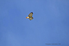 Red-tailed Hawk
