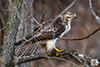 Red-tailed Hawk