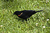 Red-winged Blackbird <em>(Agelaius phoeniceus)</em>