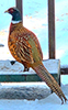 Ring-necked Pheasant