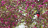 Rose-breasted Grosbeak