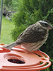 Rose-breasted Grosbeak