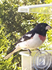 Rose-breasted Grosbeak