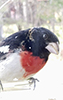 Rose-breasted Grosbeak