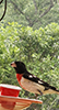 Rose-breasted Grosbeak