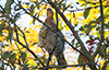 Ruffed Grouse
