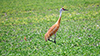 Sandhill Crane