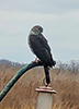 Sharp-shinned Hawk Sharp-shinned Hawk