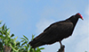 Turkey Vulture